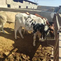 گوساله دو رگ نر|حیوانات مزرعه|جوادآباد, |دیوار