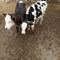 گوسال نر
