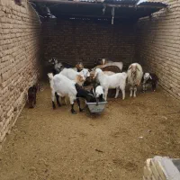 پاکستانی بزغاله و بز