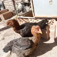 مرغ لاری دانگ بالا