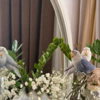 یک جفت طوطی برزیلی تقریبا رام شده