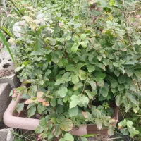 فروش گل یوکا و رونده کرپ و ...|گل و گیاه طبیعی|رحیم‌آباد, |دیوار