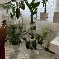 سه تا استند گلدان به همراه گلدان ها همگی سالم