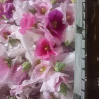 گل ختمی امساله