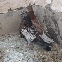 جوجه پرشی|پرنده|قم, علی آباد سعدگان|دیوار