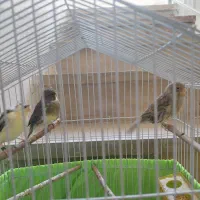 قناری ابلغ سلامت قفس