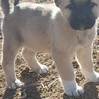 توله سگ سرابی