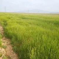 زمین ۲۰۰۰متری