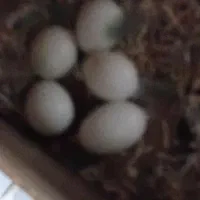 پرندگان|پرنده|مشکیندشت, |دیوار