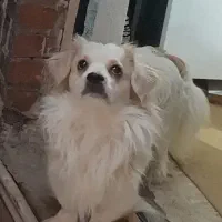 دوتا سگ|سگ|اهواز, سپیدار|دیوار