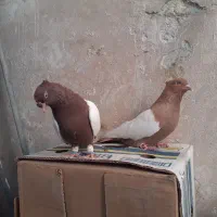 سینه دوکاکله