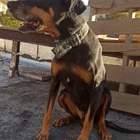 واگذاری دوبرمن 10 تومن|سگ|خرم‌آباد, |دیوار