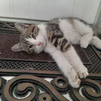 دو تا توله گربه با مادر|گربه|حمیدیا, |دیوار