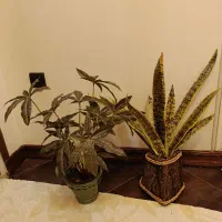 دو عدد گلدان مصنوعی