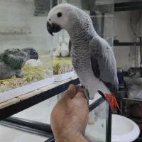 جوجه کاسکو دونه خور و سرلاکی