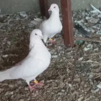 کبوتر پتی واله