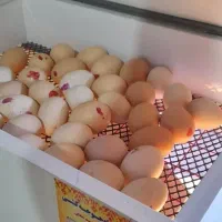 دستگاه جوجه کشی