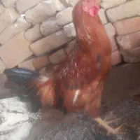 روده خروس زیبا|حیوانات مزرعه|سرایان, |دیوار