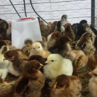 جوجه گردن گلابی  گلپایگانی ،گوشتی و بوقلمون موجود