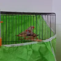 فنج نرو ماده درشت