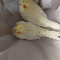 ۲عددجوجه عروس زعفرانی آماده دستی کردن|پرنده|سبزوار, شرق کال شمالی|دیوار