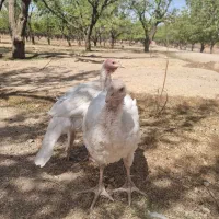 بوقلمون غاز سگ دوبرمن اصیل دماوند جاده وادان