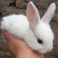 خوکچه هندی جوجه خرگوش|موش و خرگوش|مشهد, موعود|دیوار