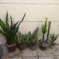 سانسوریا افروبیا شاخ بزی