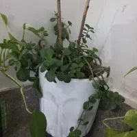 به دلیل جابجایی قصد فروش دارم|گل و گیاه طبیعی|گلبهار, شهر جدید گلبهار|دیوار