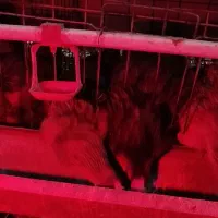 قفس مرغ تخم گذار|لوازم جانبی حیوانات|سیلاخور, |دیوار