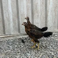 جوجه لاری ۳ ماهه|حیوانات مزرعه|ساری, |دیوار