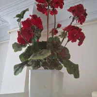 میوه خوری و گل مصنوعی