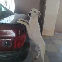 سگ دالمیشن هاسکی واگذاری