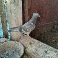 کفتر نر و جوجه بوم ندیده|پرنده|قم, تعویض پلاک|دیوار