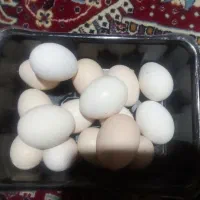 تخم مرغ محلی