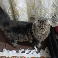 گربه ماده۱۱ماهه|گربه|ماکو, |دیوار