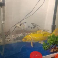 ماهی کوی ماهی فایتر