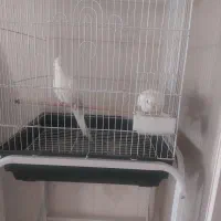 عروس هلندی البینو نر|پرنده|تهران, کوی بیمه|دیوار