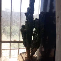 ۲ عدد کاکتوس سخره ای|گل و گیاه طبیعی|مشهد, مشهدقلی|دیوار