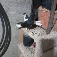 یه جفت سیاهپوش نروماده|پرنده|قزوین, |دیوار