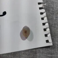 سنگ شجر|جواهرات|سنندج, |دیوار