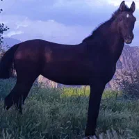 اسب مادیان مشکی قیمت توافقی