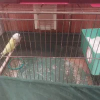 خرگوش و مرغ عشق