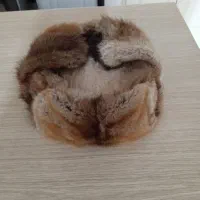 کلاپوست اصلاسمور