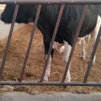 فروش نر گاو چاق وتلیسه|حیوانات مزرعه|بیرجند, |دیوار