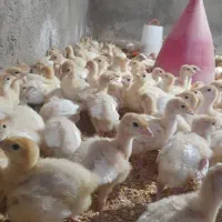 جوجه بوقلمون بیوتی6فوق سنگین زرین جوجه۶روزه