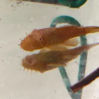 ماهی کت پوزبوته ای نرمعاوضه با کت پوزبوته ای ماده|ماهی|مرودشت, گندم|دیوار