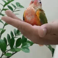 گرینچیک عروس هلندی راهب کتوله برزیلی ملنگو|پرنده|بیرجند, |دیوار