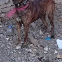 روستا گلسرا