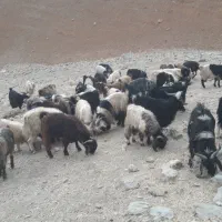 بزغاله نر|حیوانات مزرعه|بروجرد, |دیوار